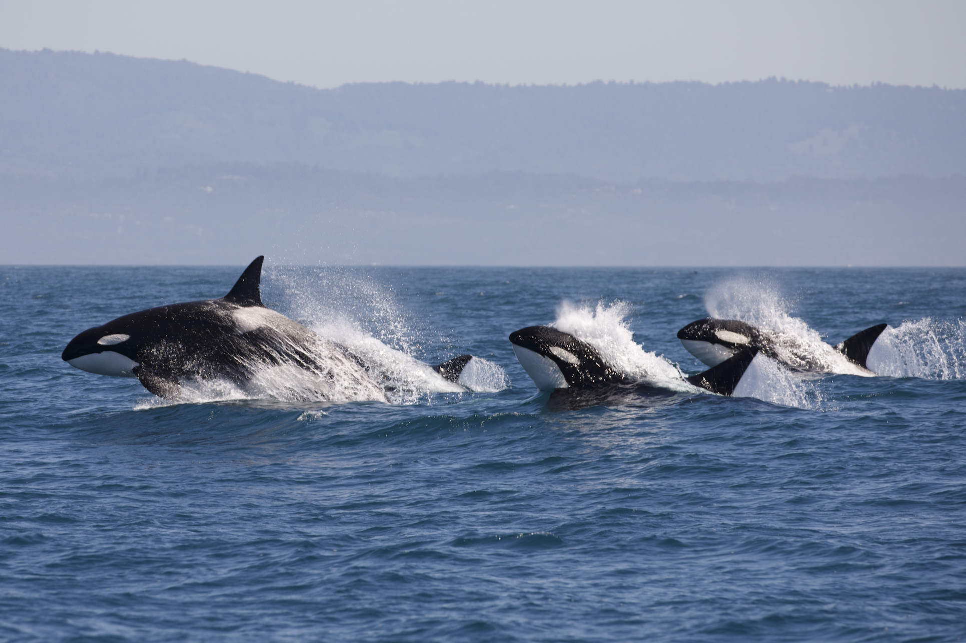 Marine mammals recognize the sound of killer whales on the hunt