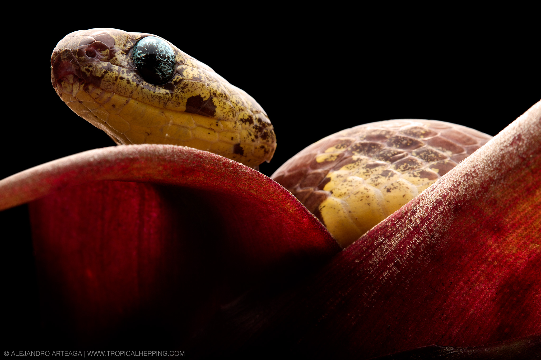 Snake species naming rights auctioned to save Ecuadorian forests