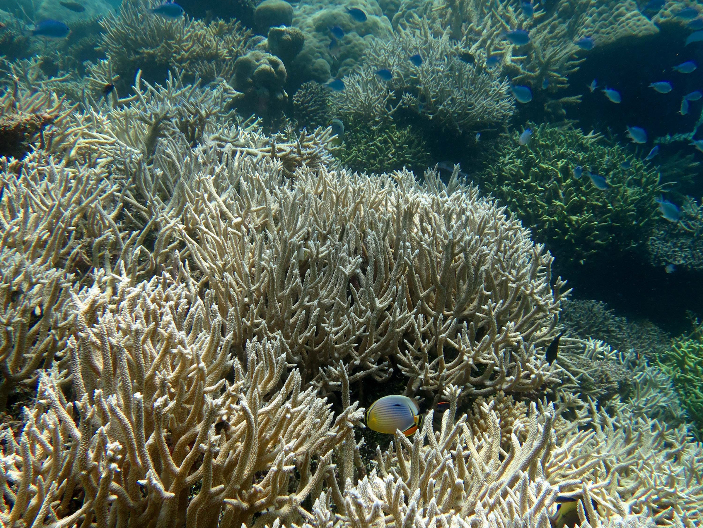 Coral reefs struggling to keep up with sea level rise