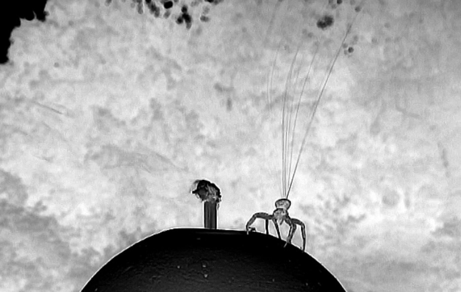 Flying spiders assess weather conditions before taking flight