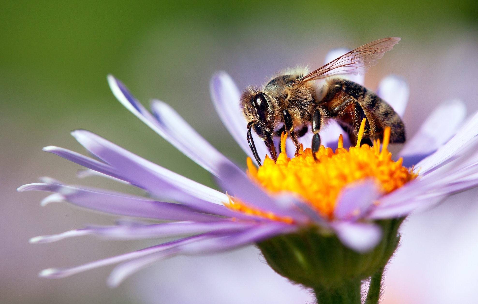 Sniffer bees show surprising potential in explosive detection
