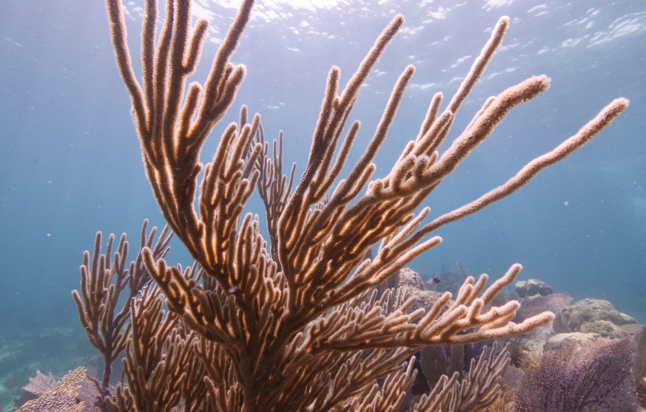 Coral recovery offers hope to degraded Florida Reef Tract