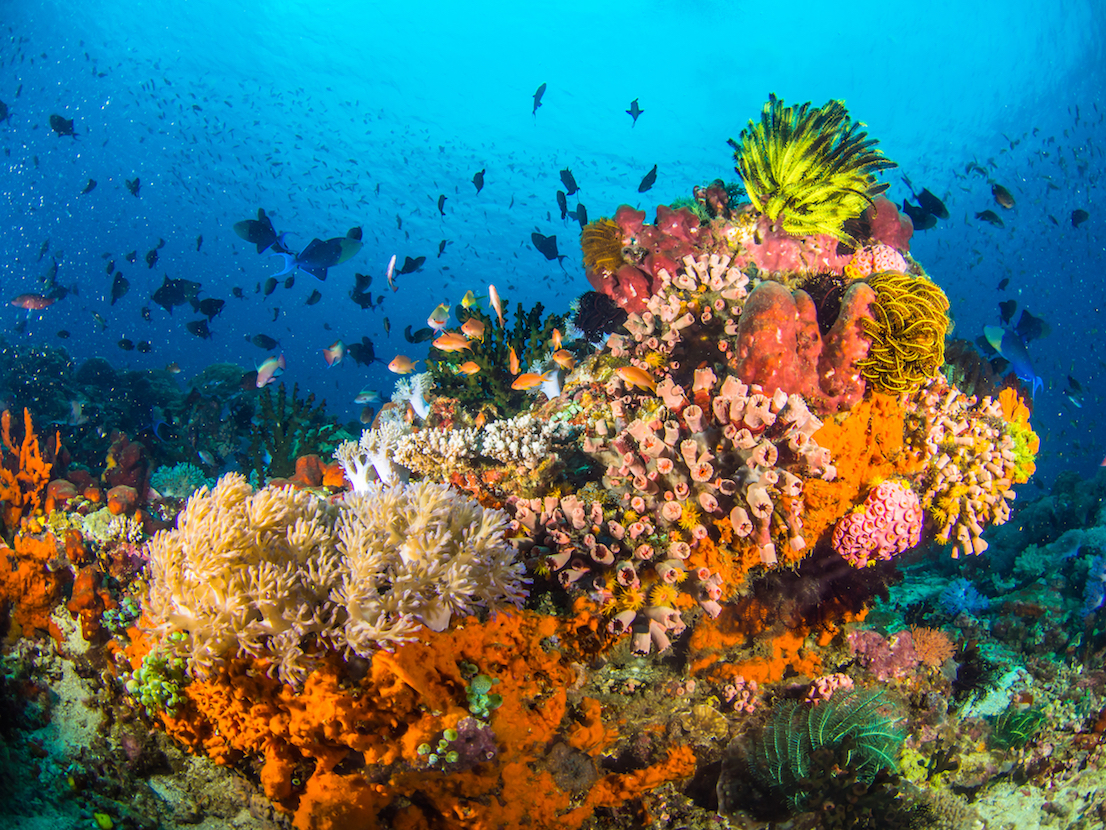 For coral reefs, some protection is better than nothing