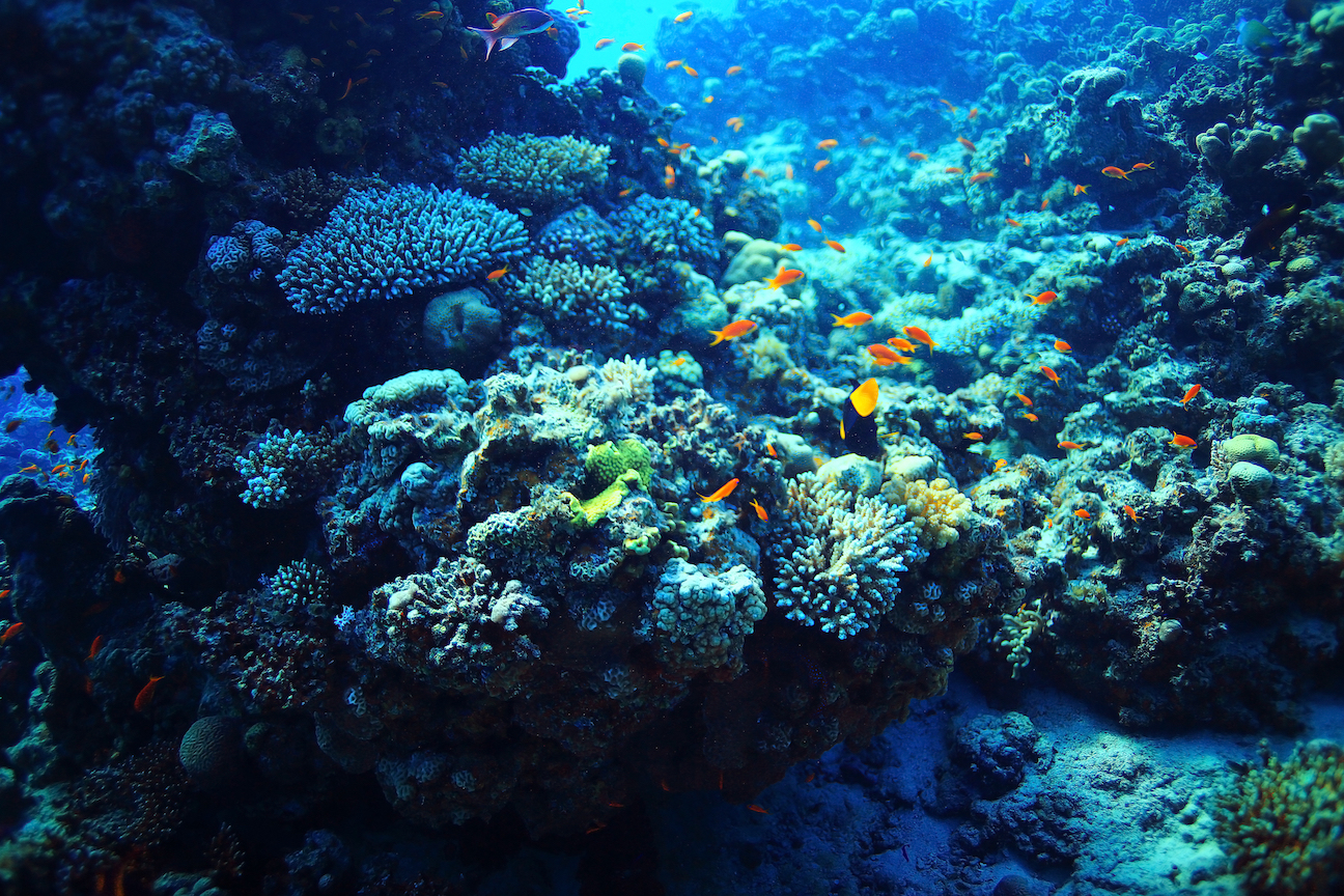 Pockets of thriving reefs called oases offer hope for corals