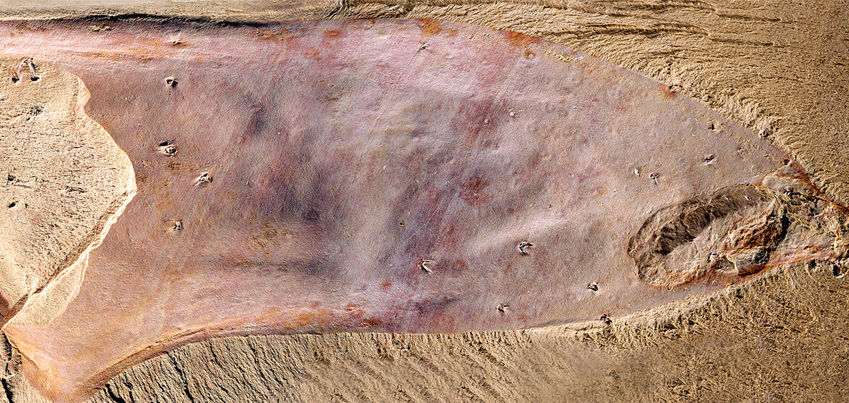 New Cambrian Explosion fossil may be an early relative of sponges