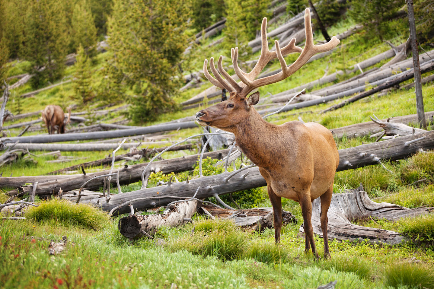 Predators in Yellowstone “landscape of fear” may not be so scary