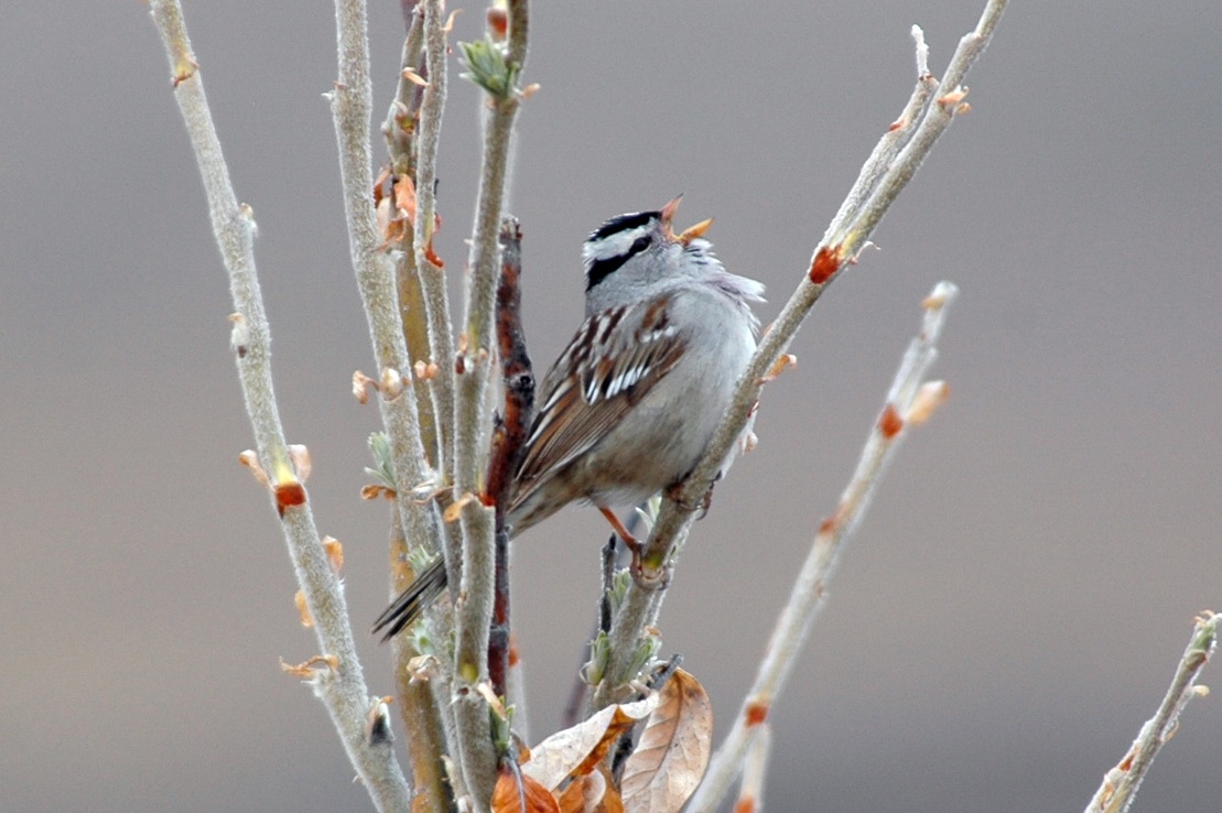 New AI tool reveals how climate change is affecting songbirds