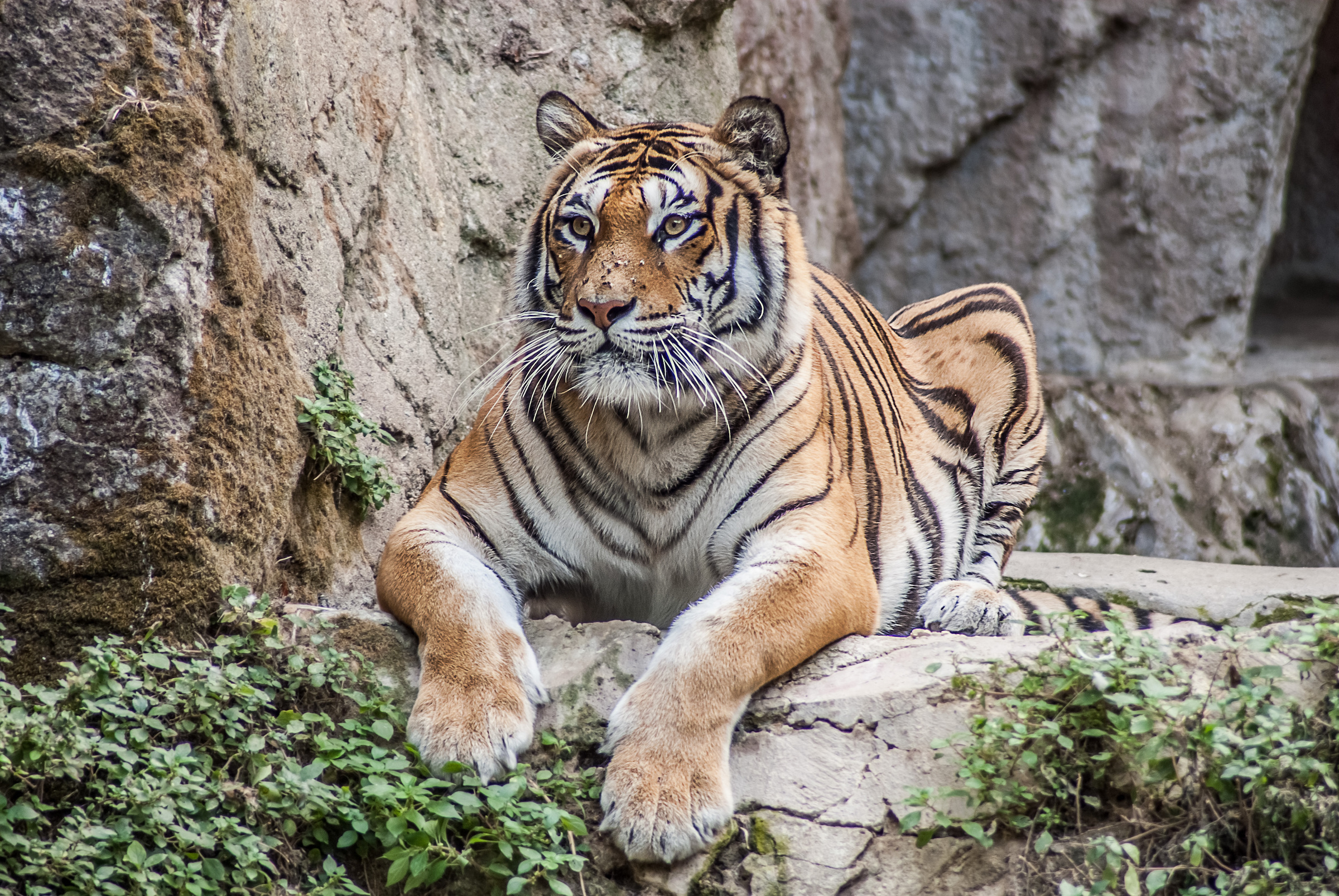 There are more tigers captive in the US than there are in nature
