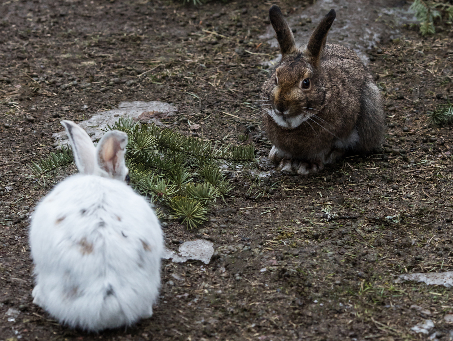 Snowshoe hares adapted the most optimal camouflage winter coats