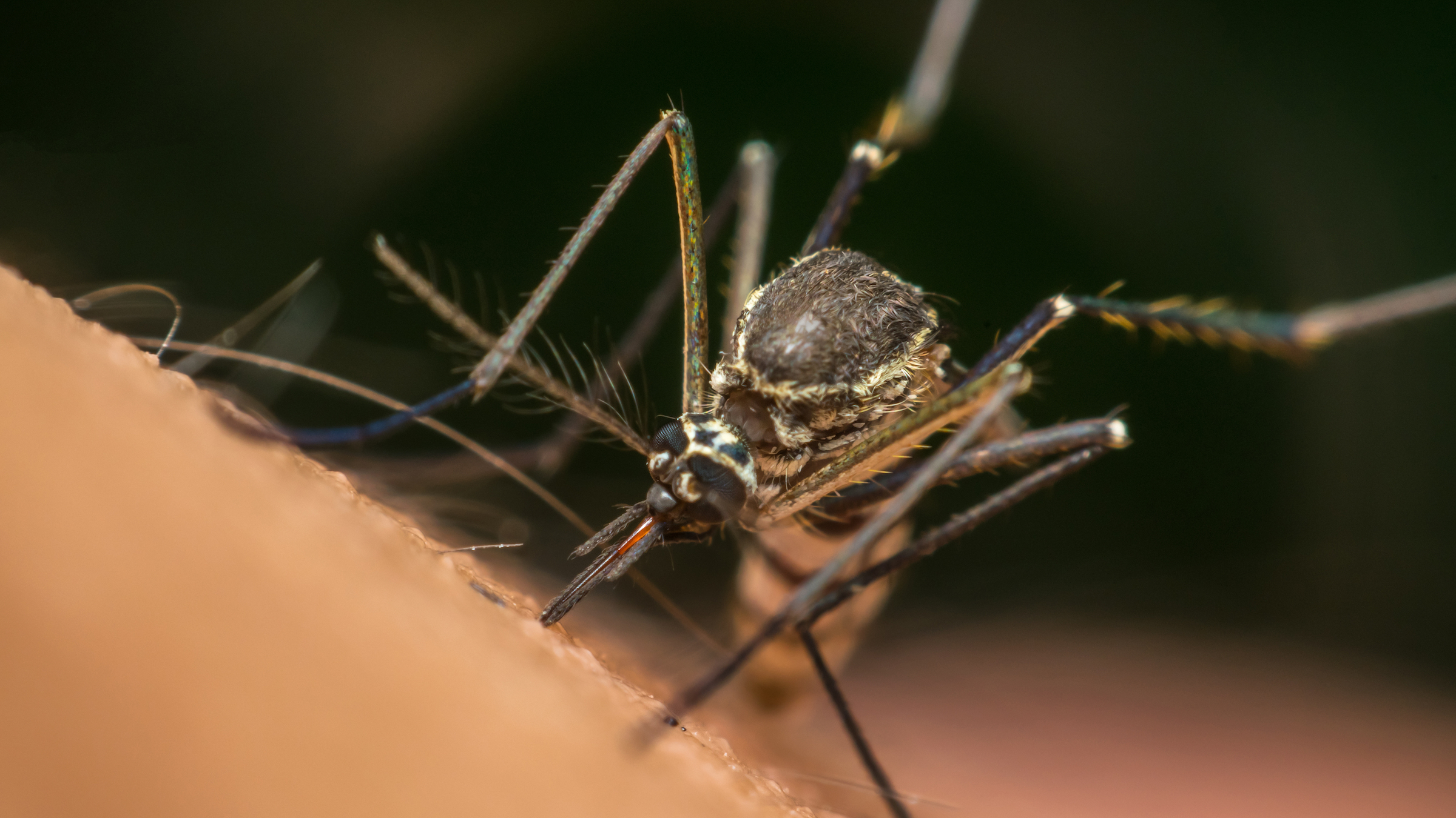 Could genetically engineered mosquitoes eradicate malaria?