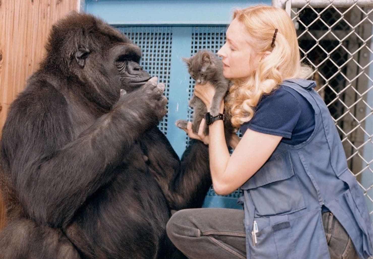 How Koko the gorilla changed how we view animal intelligence