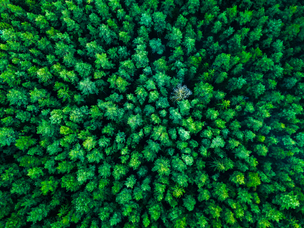 How large-scale deforestation would alter Europe