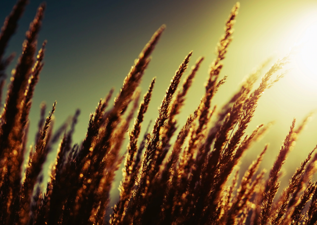 New game-changing instrument will measure global plant water use