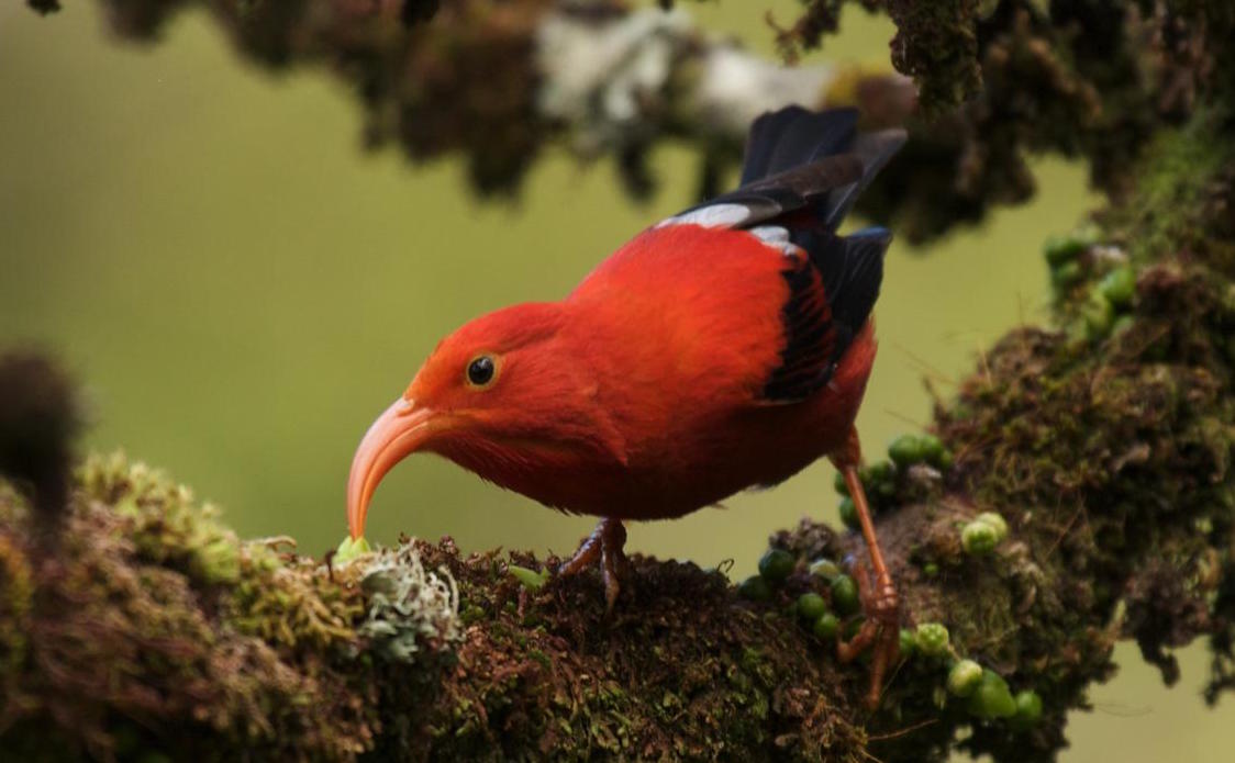 Over half of Hawaiian forest birds are endangered or threatened