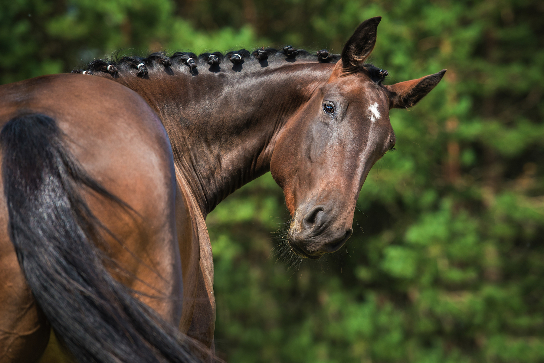 Horses make facial expressions and scientists are decoding them