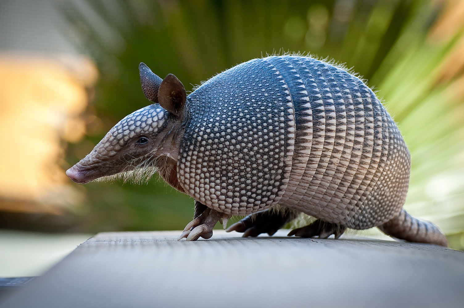 Amazonian armadillos carry and transmit leprosy