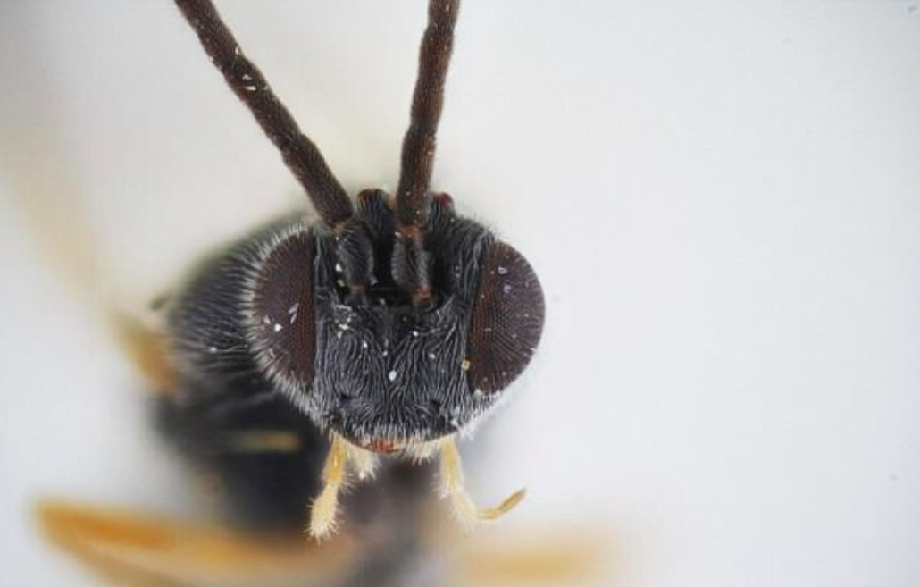 Bizarre parasitic wasp named after the movie Alien