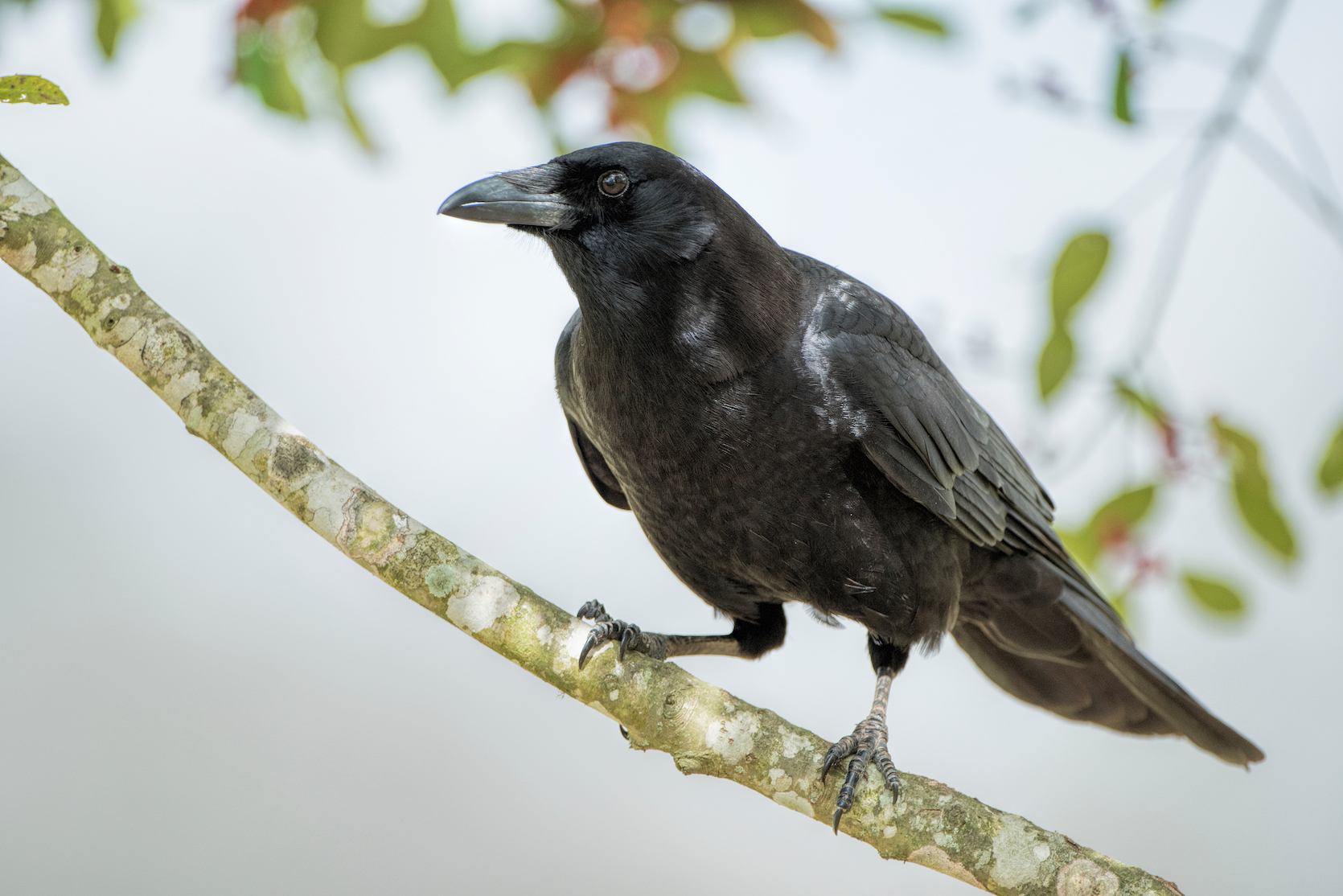 Crows are smarter than you think and can build tools from memory