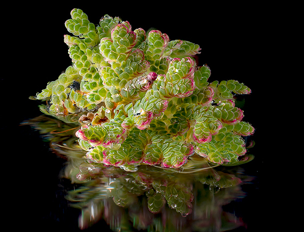 Crowdfunding results in first ever fern genome sequencing