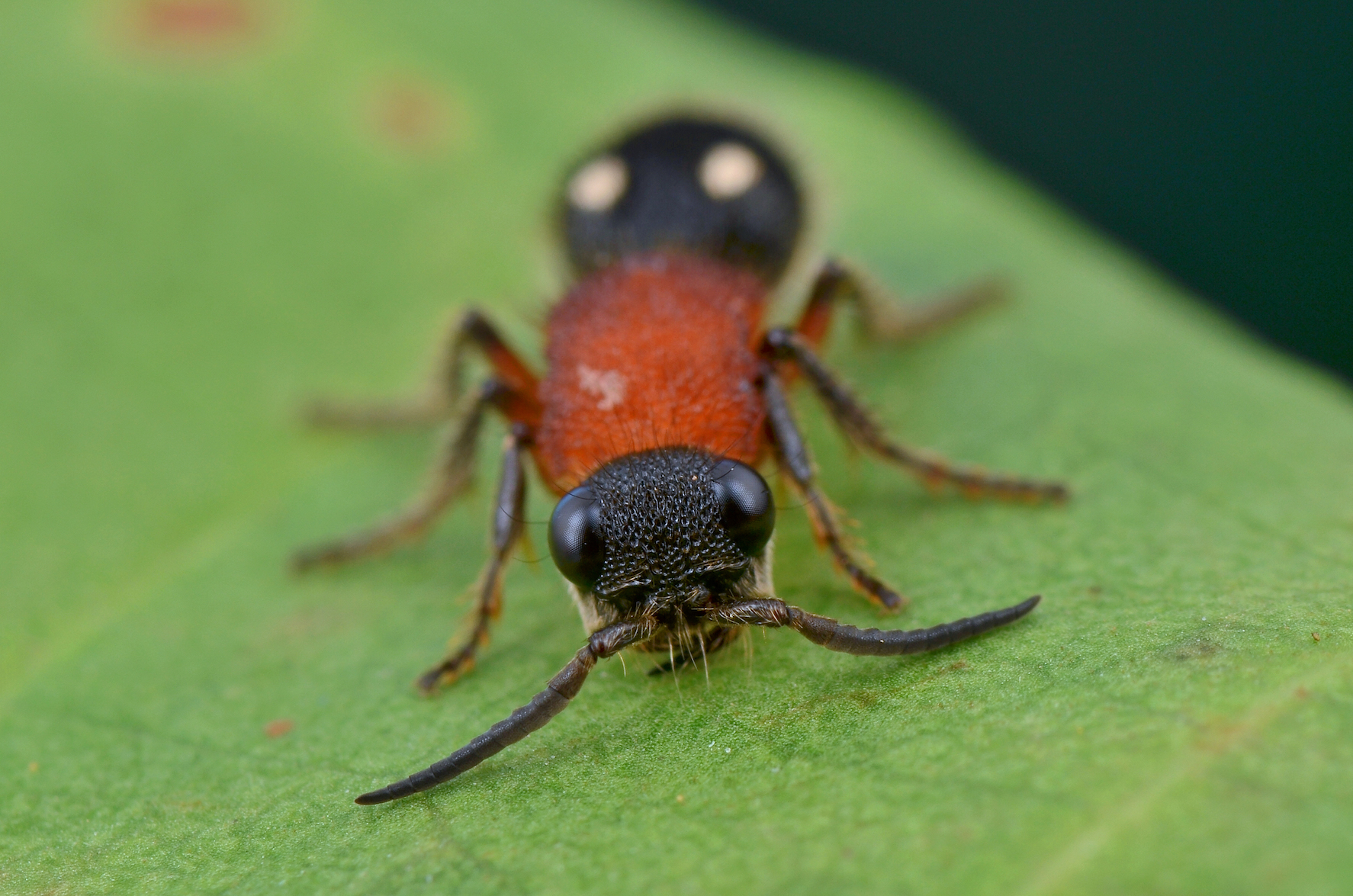 Velvet ants are essentially invincible due to effective defenses