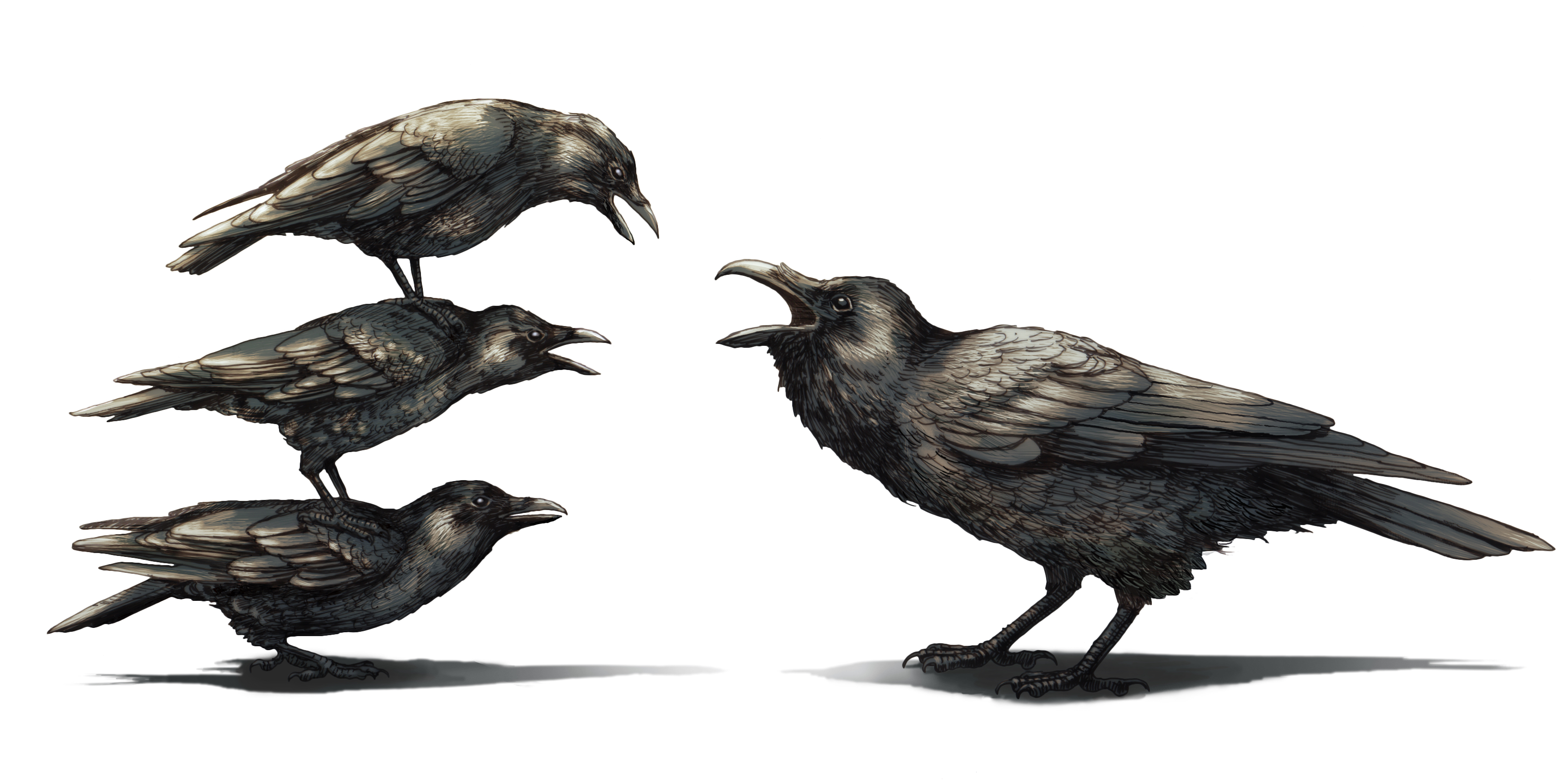 In crow-raven conflict, crows are almost always the aggressor