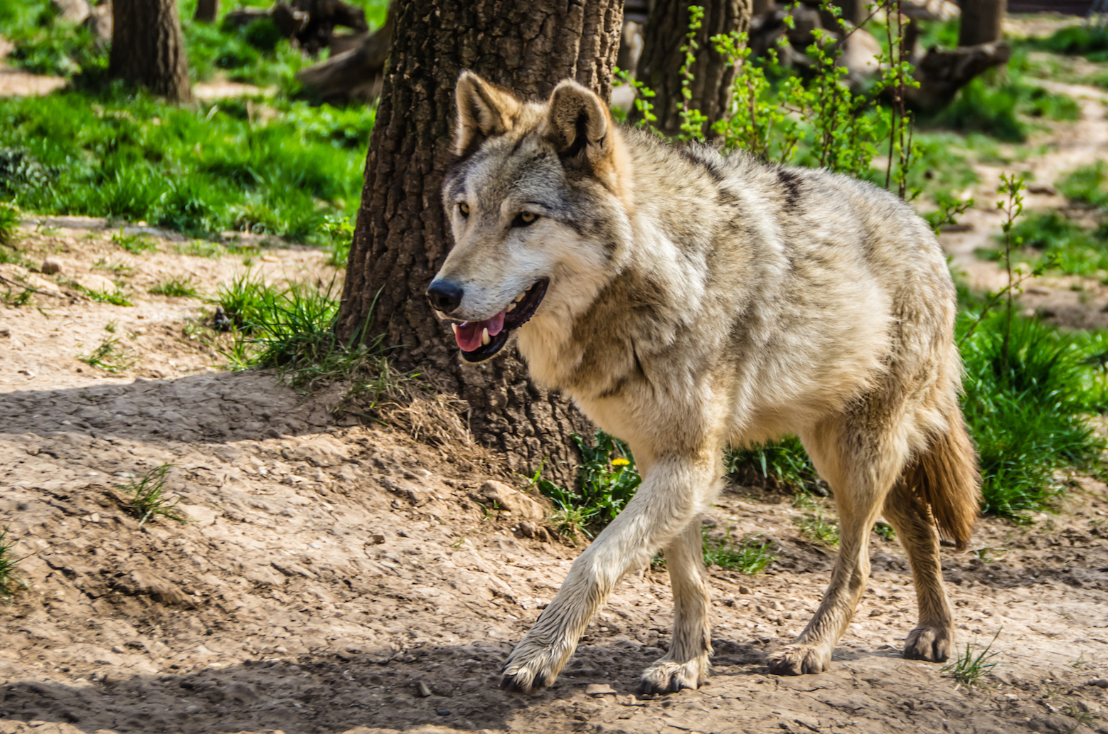 With no humans in radioactive Chernobyl, wolves are in charge