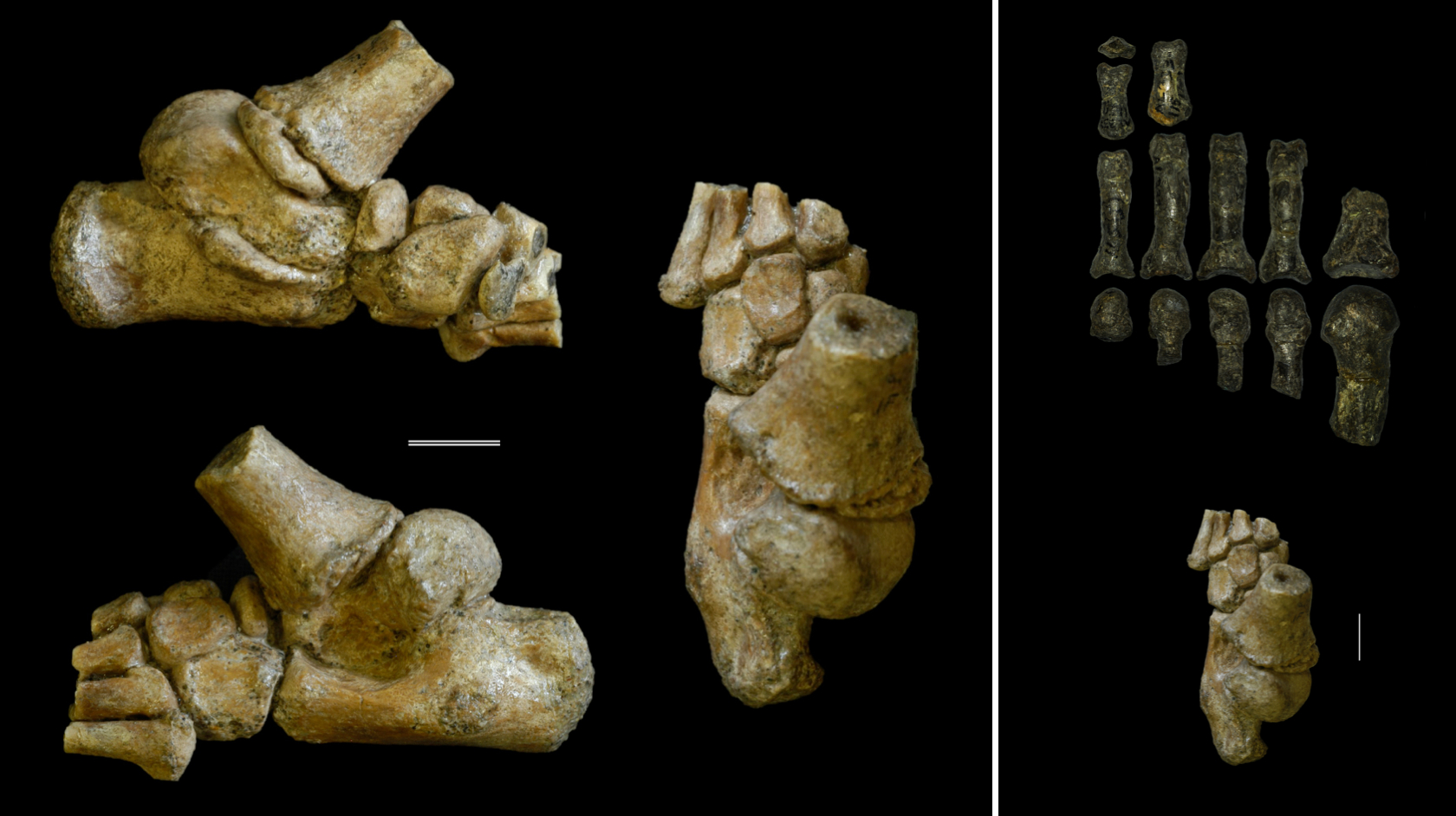 Ancient ancestors could walk as toddlers but also lived in trees
