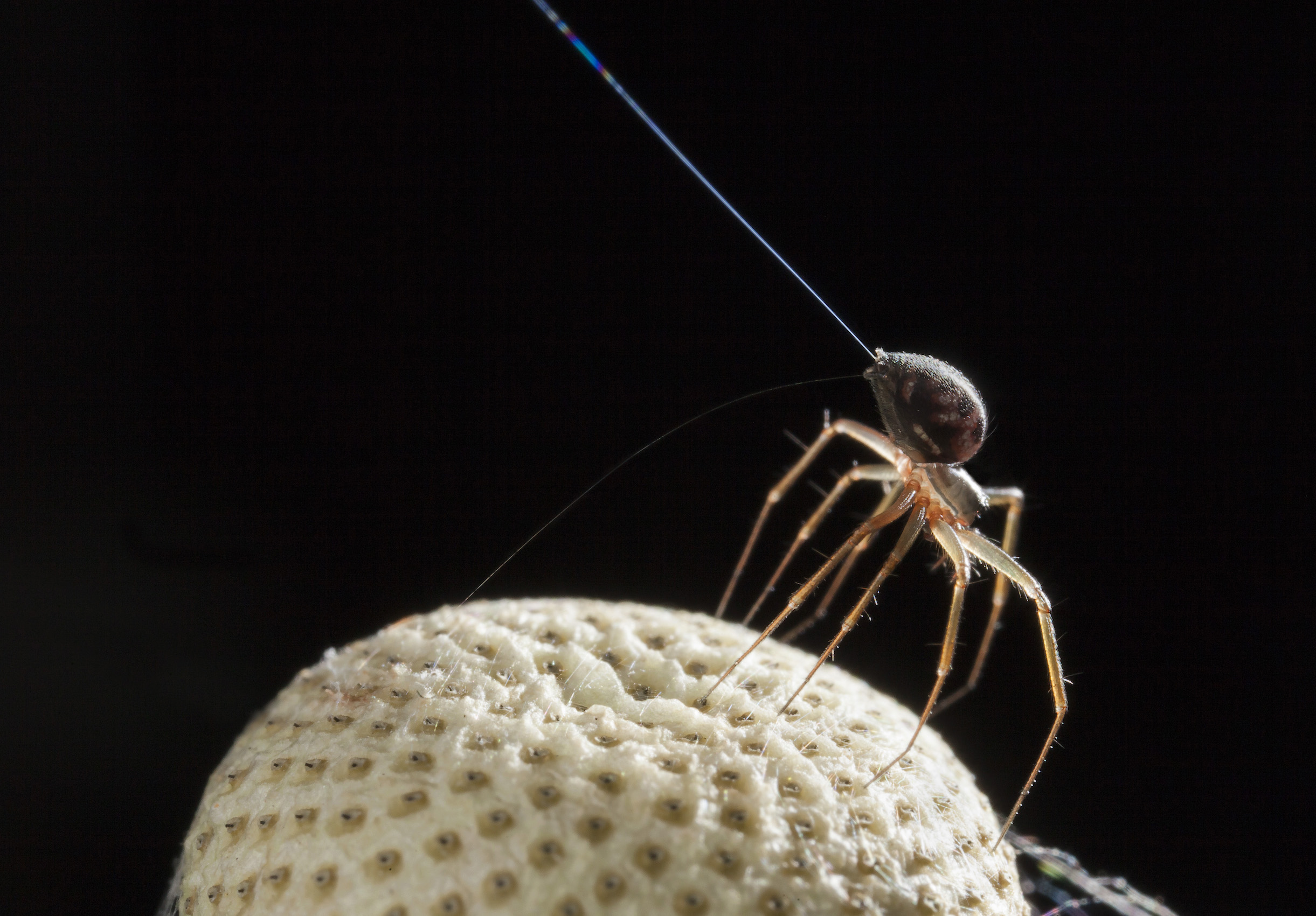 Electricity helps spiders balloon through the air