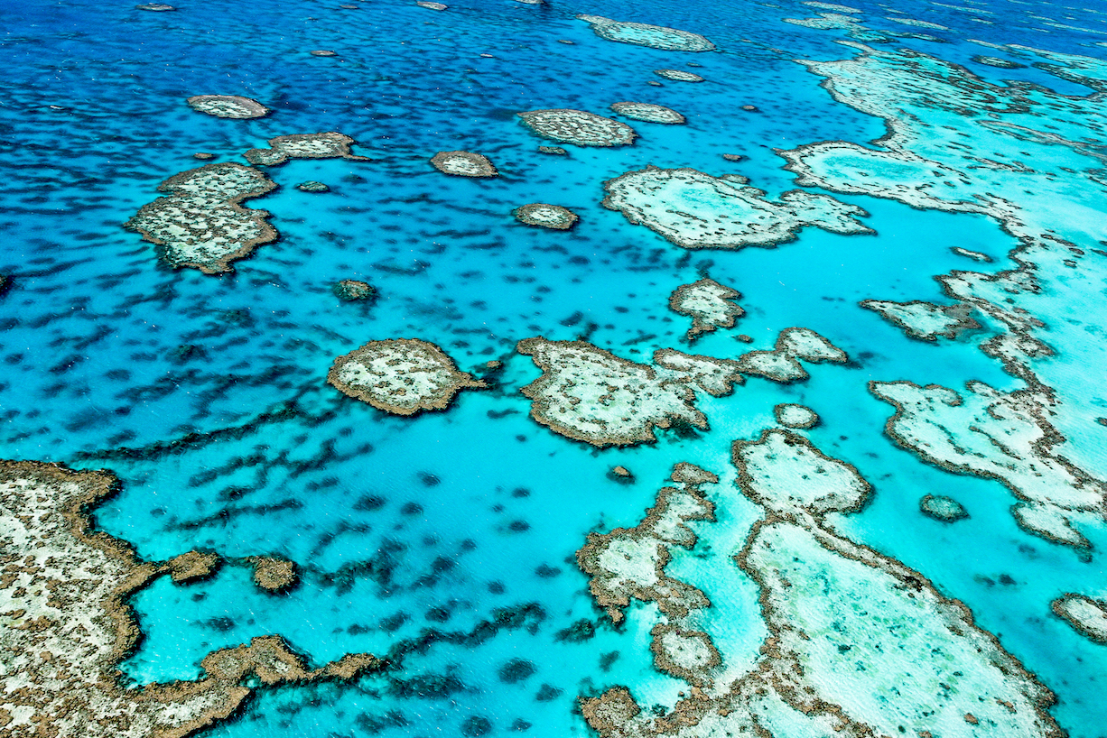 Great Barrier Reef could suffer mass bleaching every two years