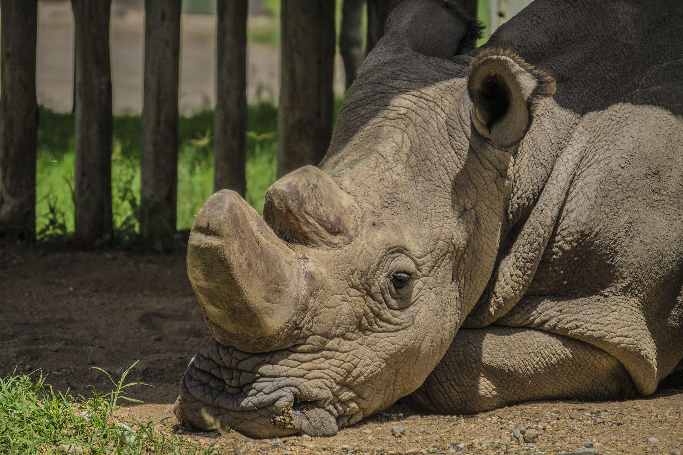 Could IVF bring white rhinos back from the edge of extinction?