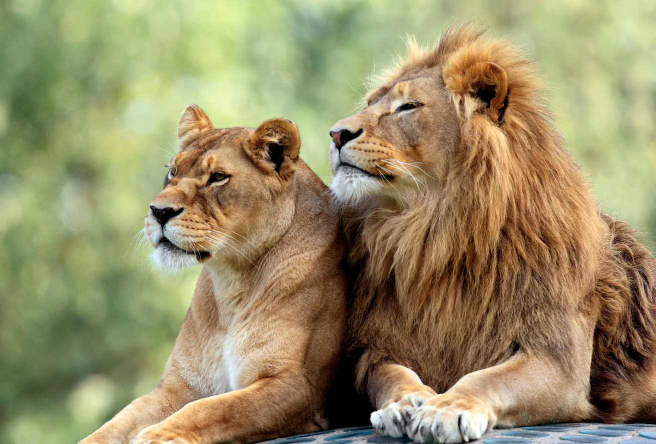 Rhino poachers killed by lions at a South African game reserve