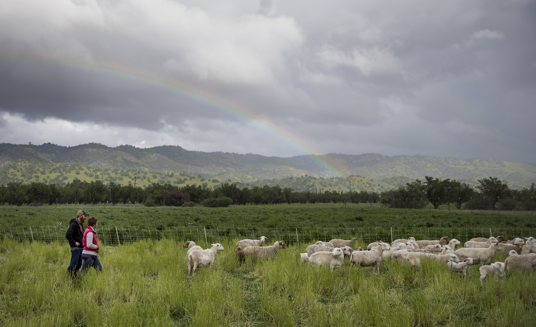 Trees versus grass: Which is the better carbon sink?