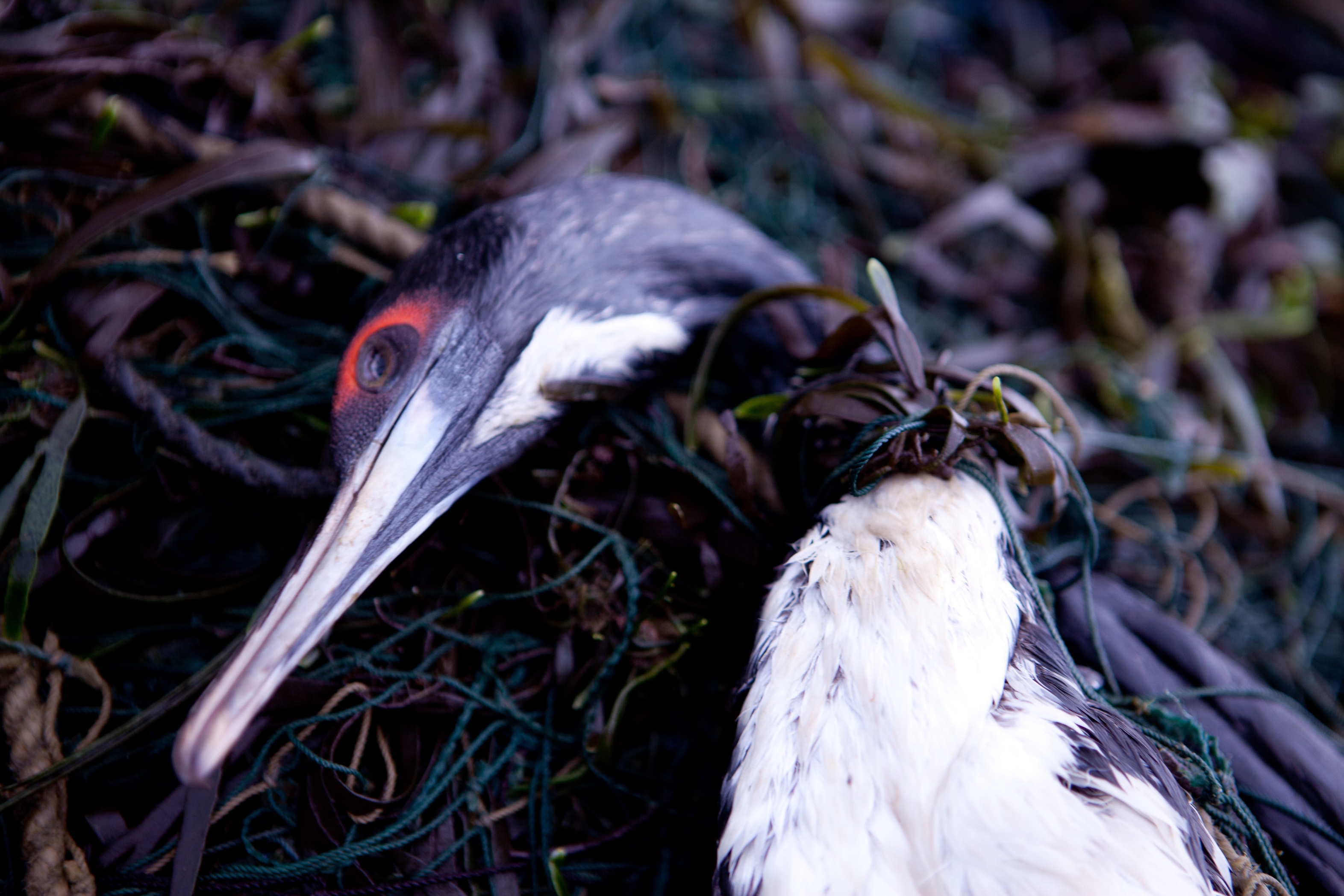 LED lights could save seabirds from getting stuck in fishing nets