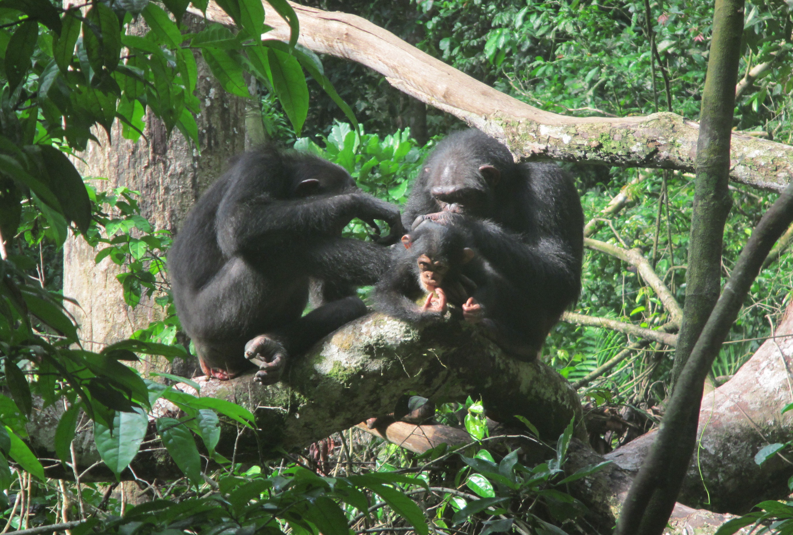 Humans are not the only primates to carefully select friends