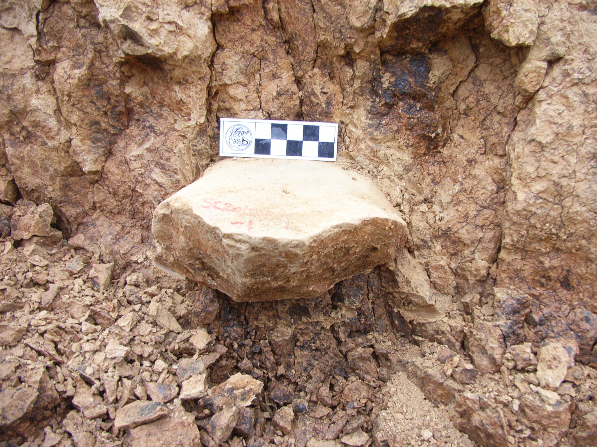 Fossils reveal that humans left Africa earlier than we thought