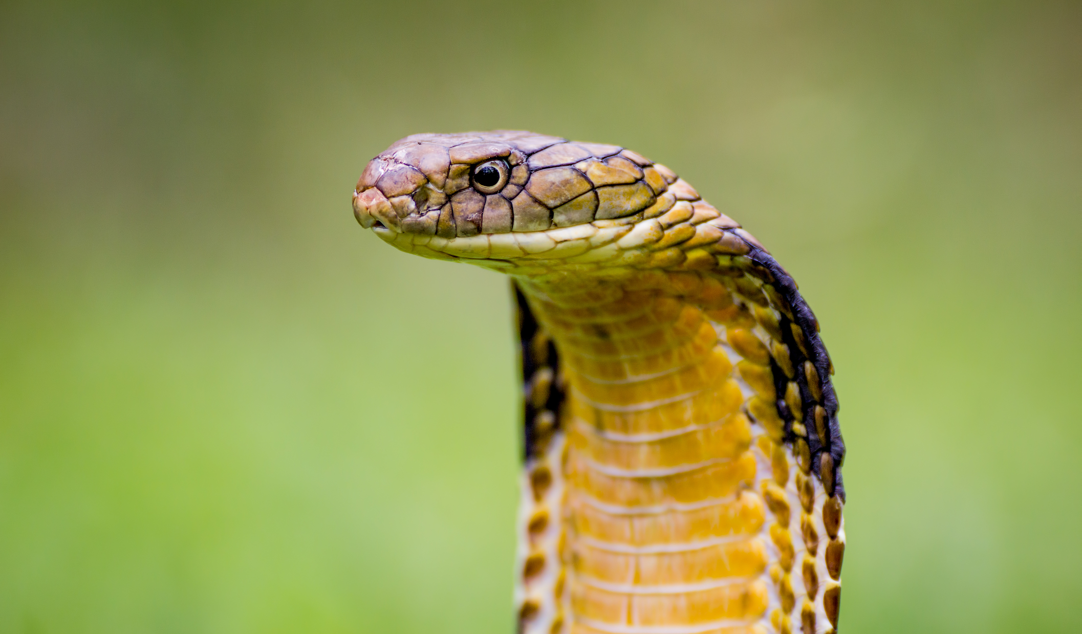 93 million people live at risk of death from snake bites