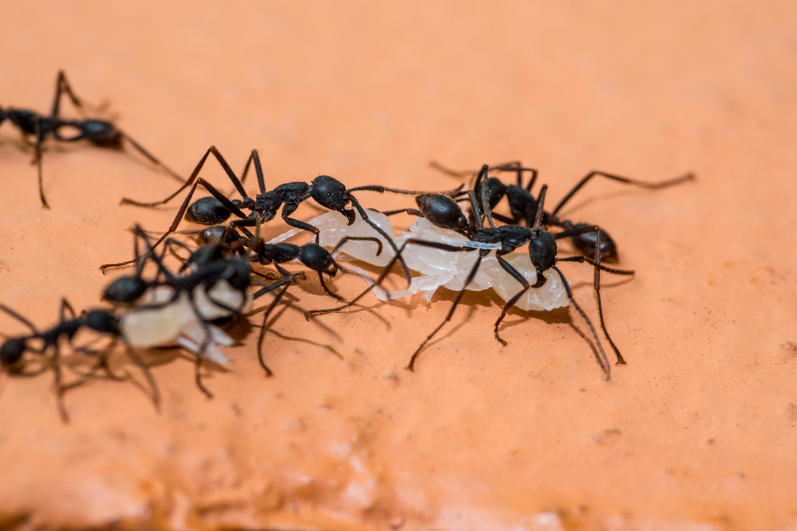 Army ant soldiers have massive bodies but small brains