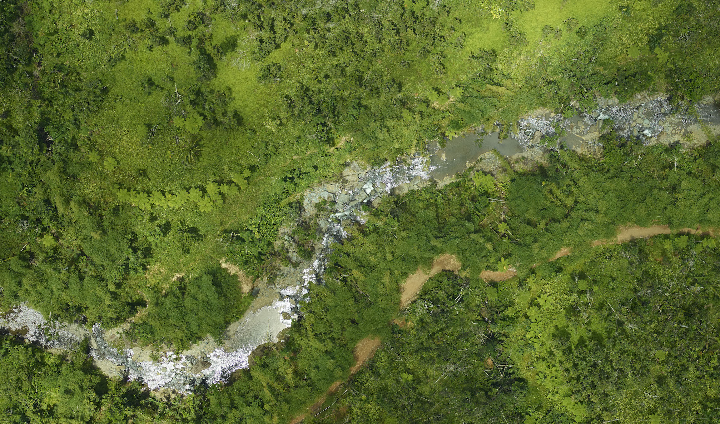 Images reveal extent of hurricane damage to Puerto Rican forests