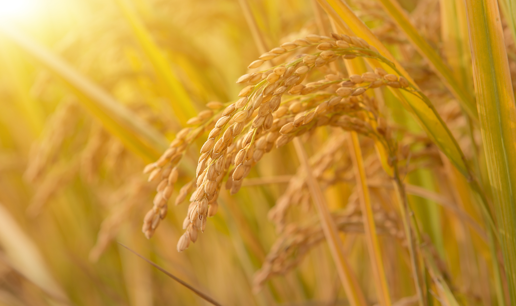 Some rice plants can grow taller to survive floods