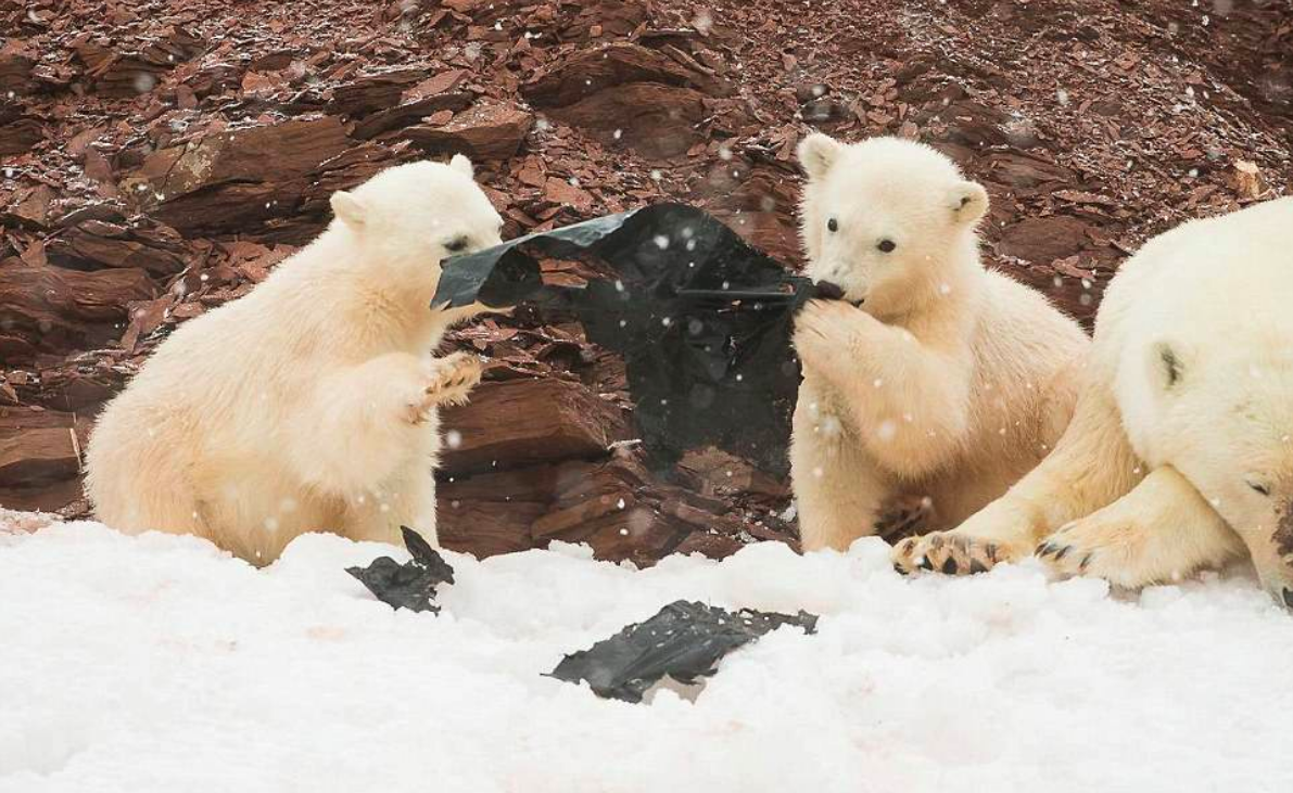 Polar bear cubs seen playing with big piece of plastic pollution