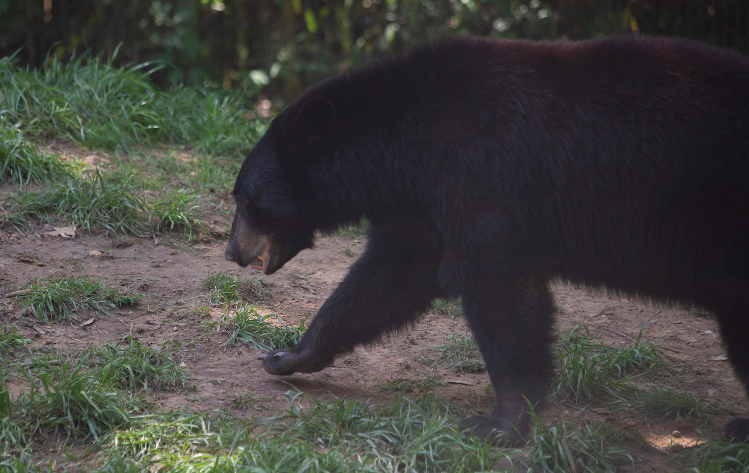Louisiana hunter fined $10,000 for killing endangered black bear
