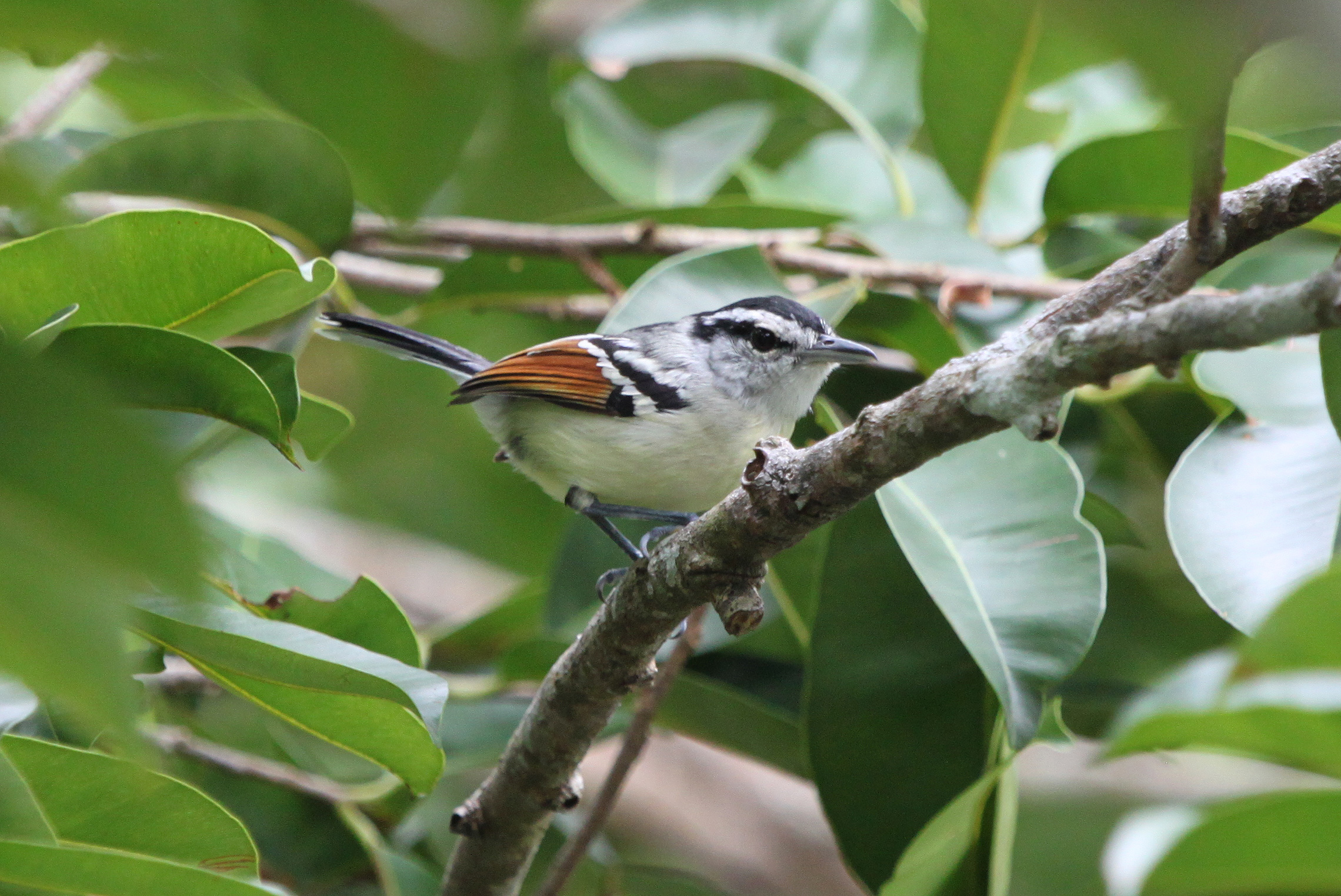 Saving tropical forest carbon stocks won’t protect biodiversity
