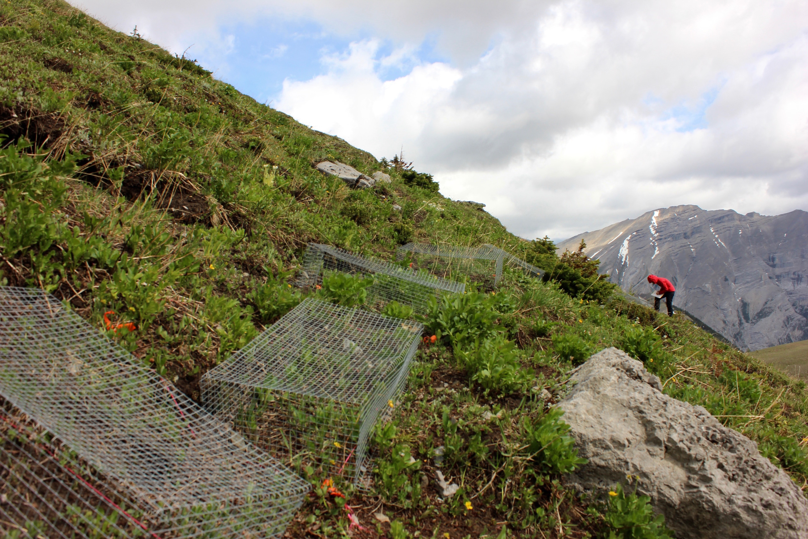 Unsuitable soils may stop plants from climbing to higher climates
