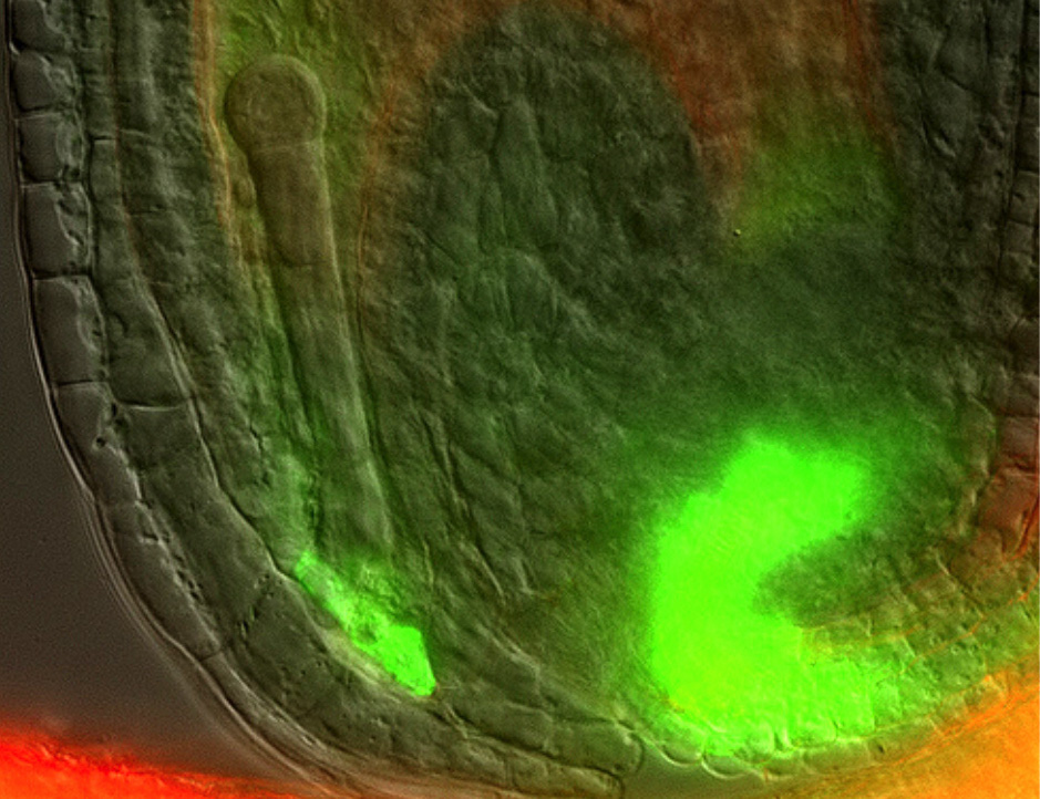 Plant mothers talk to their embryos through hormone signals