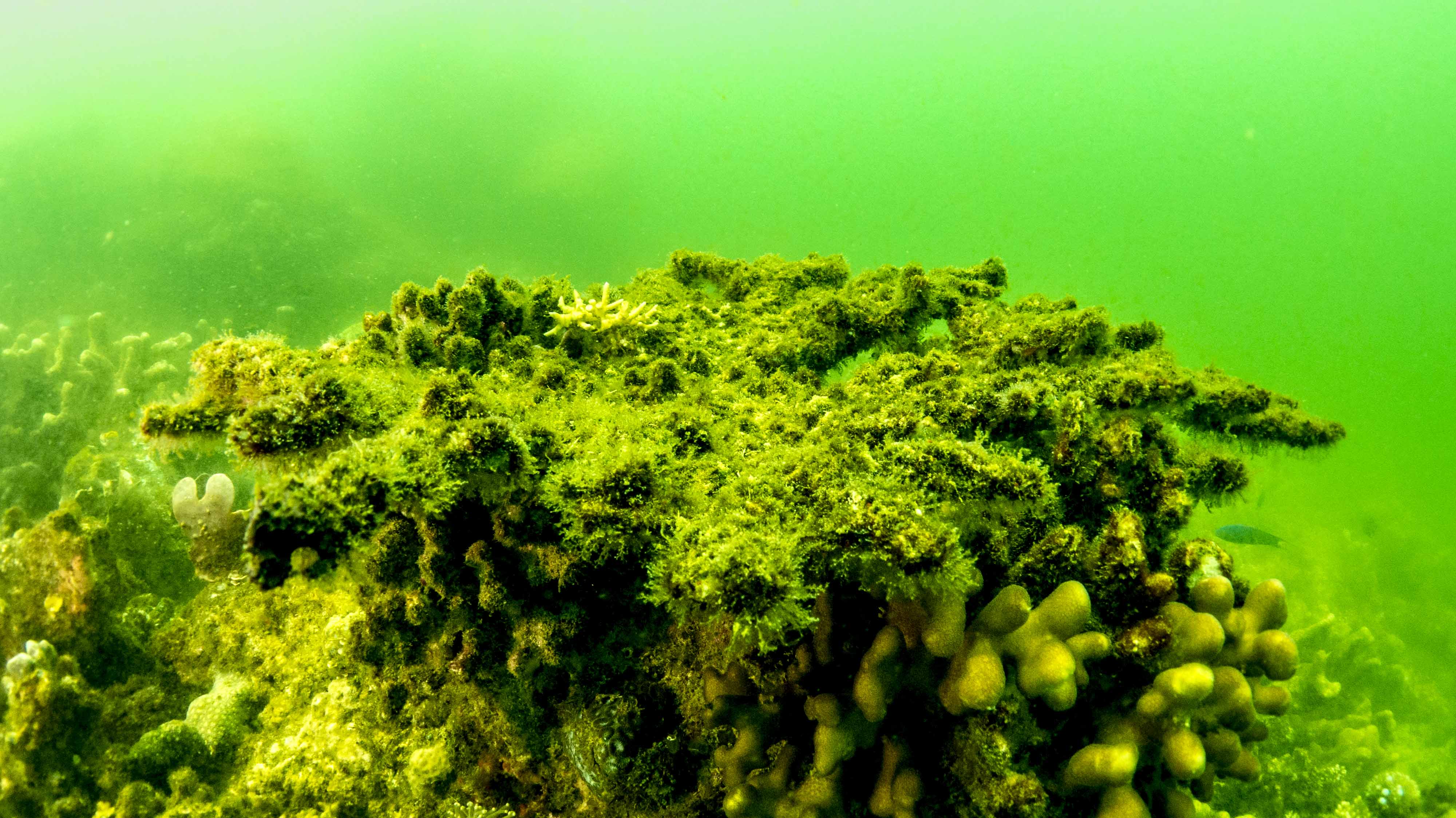 The Great Barrier Reef is losing its ability to bounce back