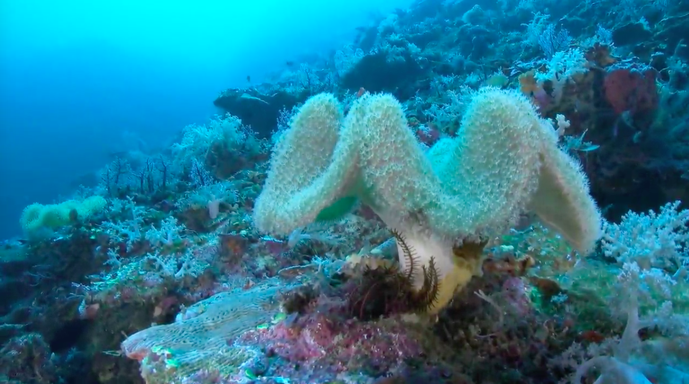 Deep water coral reefs need protection from climate change