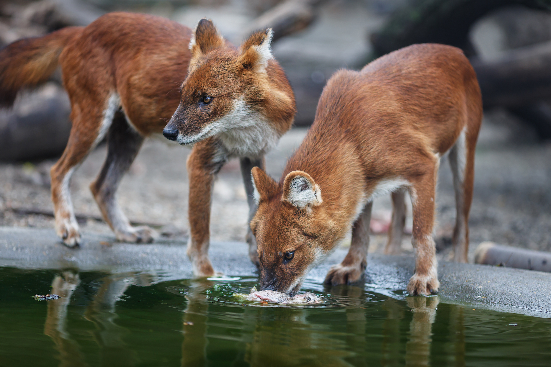 Most Americans support the Endangered Species Act, study finds