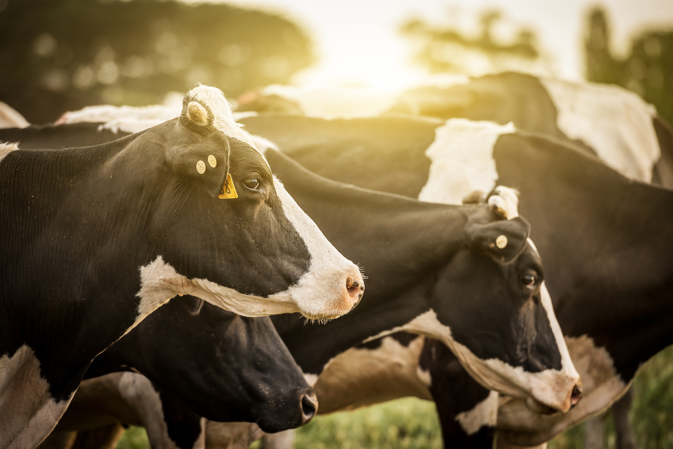 Meat and dairy production cause the most greenhouse gas emissions