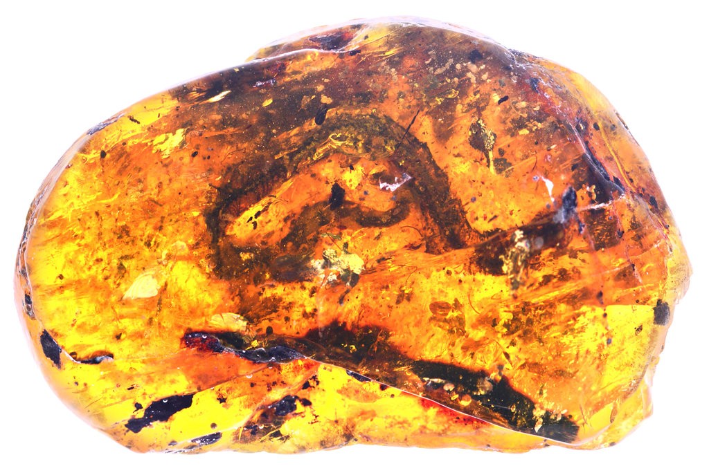 Fossilized baby snake preserved in amber 100 million years later