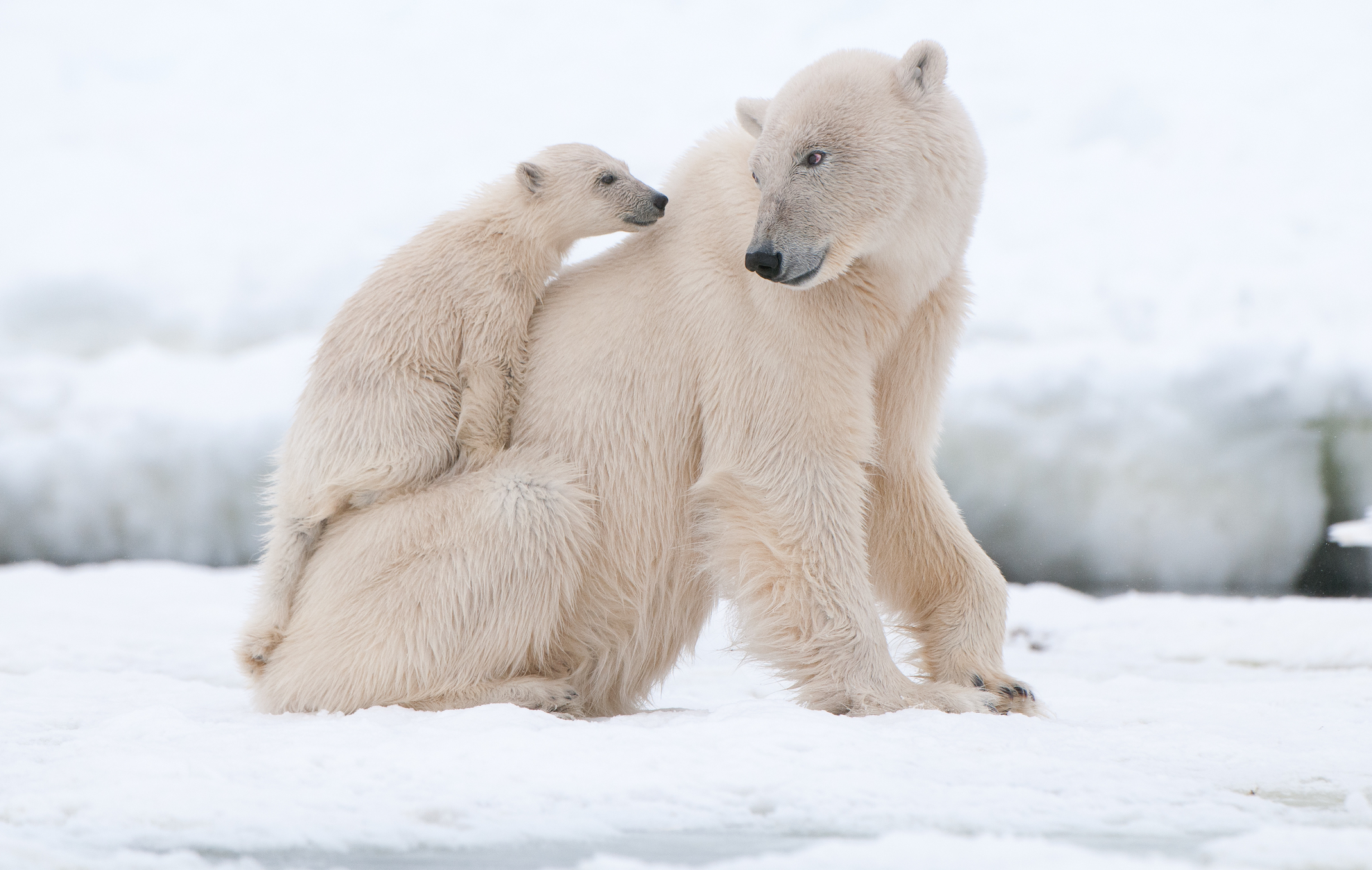 Trump administration takes aim at the endangered species act